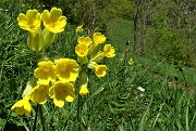 17 Nel prato bei fiori gialli di Primula maggiore (Primula elatior)